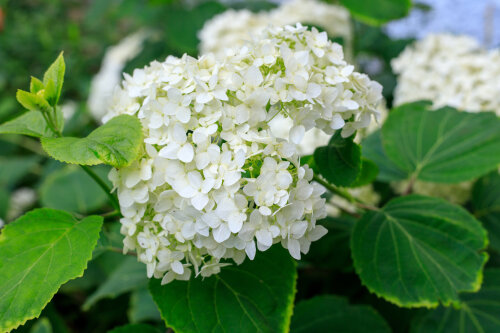 Hydrangea 'Snowball'
